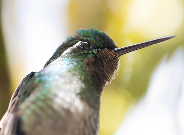 Close up of a hummingbird