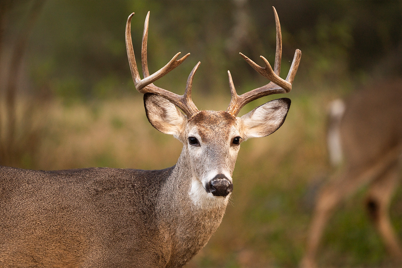 Filmando en la naturaleza