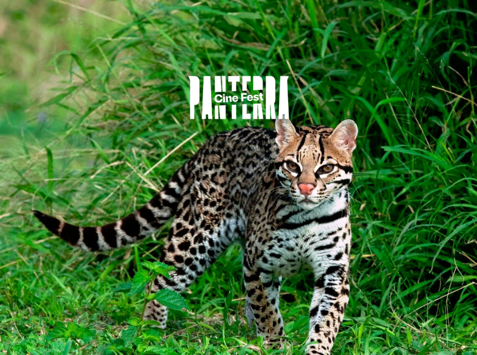 Pantera Cine Fest Poster