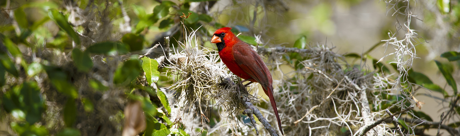 Call to action background for services page